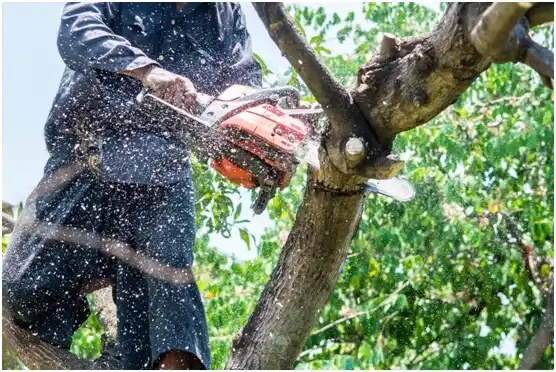 tree services Canton